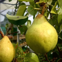 Ripe ‘Williams’ Bon Chrétien/Winter Nelis’ pears hanging on the tree, showing their green-yellow skin and ready for harvest