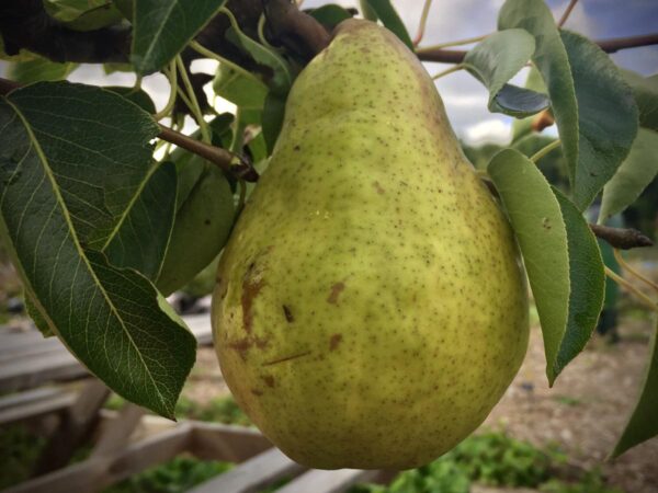<i>Pyrus communis</i> 'Williams' Bon Chrétien/Conference'