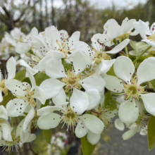 Close-up of a Bradford pear tree branch bursting with white blossoms. Delicate petals surround yellow and red-tipped stamens, with a soft-focus background of more flowering trees.