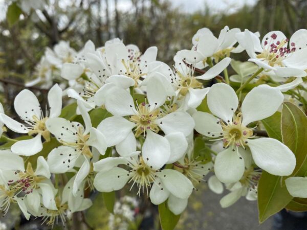 <i>Pyrus communis</i> 'Winter Cole' - Image 2