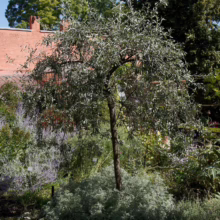 Pyrus salicifolia 'Pendula' (Weeping Pear)