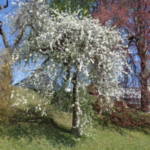 Pyrus salicifolia 'Pendula' (Weeping Pear) newly planted.