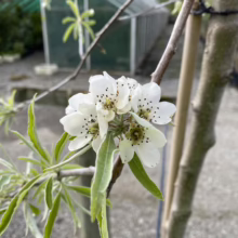 Pyrus salicifolia 'Pendula' (Weeping Pear) flowers at Leafland.
