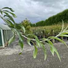 Pyrus salicifolia 'Pendula' (Weeping Pear) leaves at Leafland.