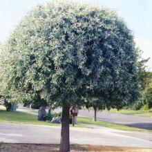 Pyrus salicifolia 'Pendula' (Weeping Pear) trimmed.