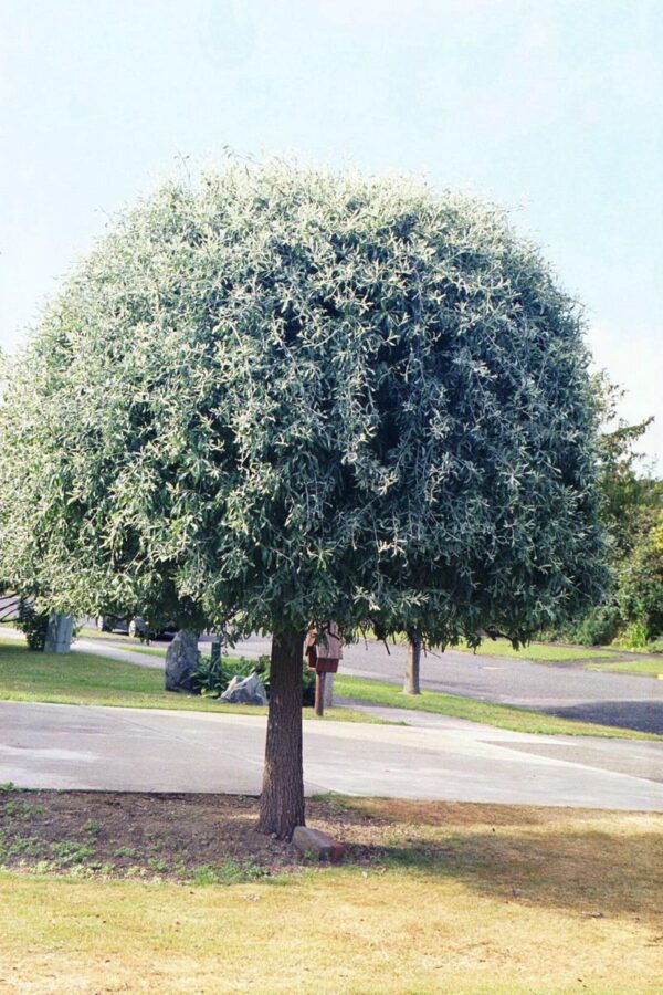 <i>Pyrus salicifolia</i> 'Pendula' - Image 6