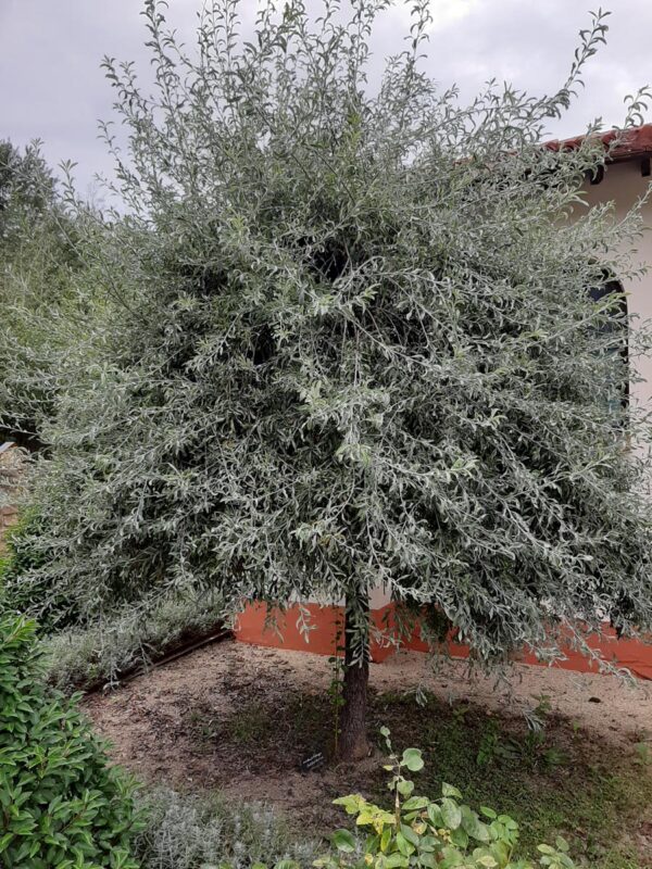 <i>Pyrus salicifolia</i> 'Pendula' - Image 7