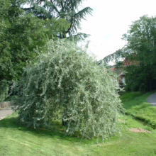 Pyrus salicifolia 'Pendula' (Weeping Pear) small tree.