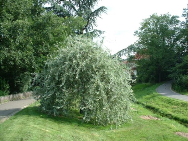 <i>Pyrus salicifolia</i> 'Pendula' - Image 8