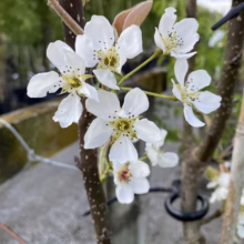 Close-up of delicate white pear blossoms with dark anthers blooming on a young tree branch, signaling the start of spring.