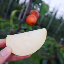 Hand holding a slice of pale apple, with red apples on the tree in the background. Freshly picked fruit.