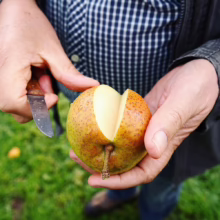 A man's hands hold a partially cut yellow apple outdoors, revealing its pale flesh. He holds a small knife, ready to take a bite of this freshly picked fruit.