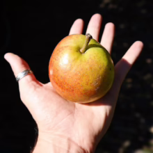 Hand holding a ripe, speckled apple, showcasing its red and green hues under sunlight. Natural, organic fruit freshly picked.
