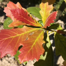 Autumn oak leaves display vibrant shades of red, orange, and yellow. The serrated edges and prominent veins showcase the tree's changing colors in the fall sunlight.