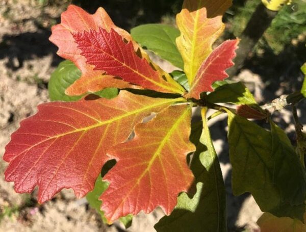 <i>Quercus bicolor</i> - Image 2