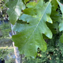 Close-up of vibrant green oak leaves with deeply lobed edges, showcasing the tree's foliage against a blurred background of a plant nursery.