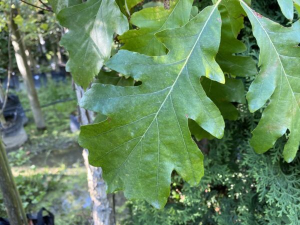 <i>Quercus bicolor</i> - Image 3