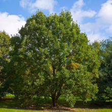 Lush, mature oak tree with dense green foliage stands majestically in a park-like setting under a blue sky with scattered clouds. The tree's broad canopy provides ample shade on the green lawn below.