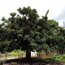 Lush green tree in a park setting, surrounded by a low wooden fence and garden bed. People stroll on a path in the background, with a building and construction crane visible in the distance.
