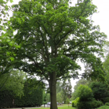 Lush, green oak tree stands proudly in a park setting. Its broad canopy provides ample shade, with a well-manicured lawn surrounding its base. A tranquil scene of nature's beauty.