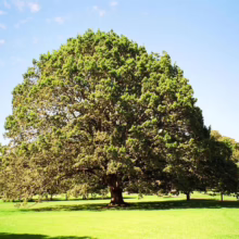 A sprawling, mature tree with a dense green canopy dominates a lush green lawn under a bright blue sky. The tree casts a shadow on the grass, with a distant monument visible on a hill in the background.