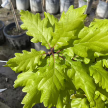 Close-up of bright green oak tree leaves with distinctive lobed edges, showcasing vibrant spring foliage in a plant nursery setting.