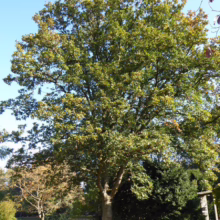 Lush green oak tree with dense foliage fills the frame against a bright blue sky. The tree's thick trunk and sprawling branches create a natural canopy, with hints of autumn color beginning to show. Park setting with other trees visible in the background.