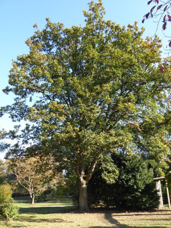 <i>Quercus canariensis</i> - Image 8