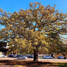 Large, mature tree with golden autumn leaves dominates the street view, with cars parked along the road under a bright blue sky. The tree's massive trunk and sprawling branches create a stunning urban landscape.