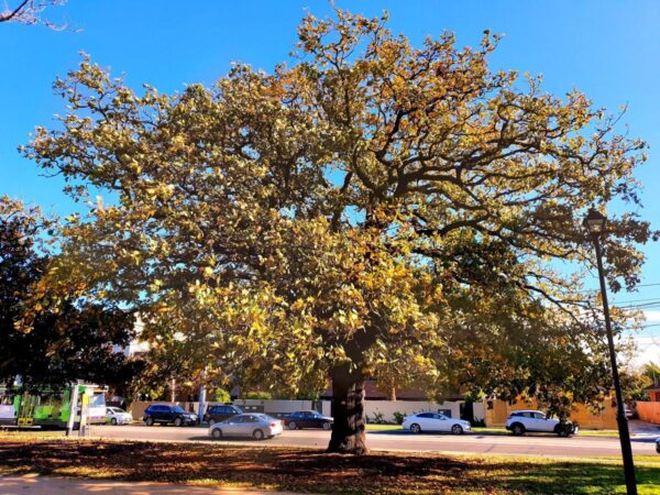 <i>Quercus canariensis</i> - Image 9