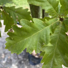 Close-up of vibrant green oak leaves with distinct lobes, showcasing the characteristic foliage of an oak tree. The leaves are healthy and textured, highlighting their natural beauty.