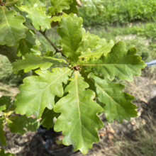 Close-up of vibrant green oak leaves with rounded lobes, showcasing the tree's foliage in detail. The leaves cluster around a branch, highlighting their texture and color.