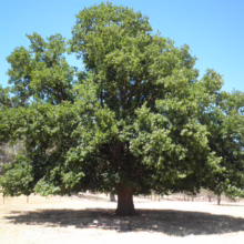 Large, leafy tree with a broad canopy casts a shadow on dry, golden grass under a clear blue sky. A peaceful, rural scene.