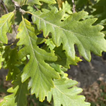 Close-up of vibrant green bur oak leaves with distinctive lobed edges, showcasing the tree's foliage. The leaves have a slightly yellowish tint at the tips, hinting at the changing seasons.