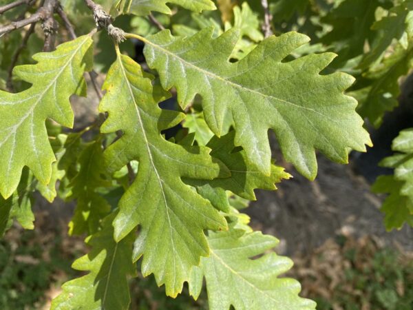 <i>Quercus cerris</i> - Image 4