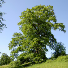 Lush green tree with a full canopy stands prominently in a grassy meadow under a clear blue sky, casting a long shadow. Sunlight highlights the vibrant leaves.