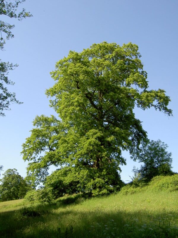 <i>Quercus cerris</i> - Image 5