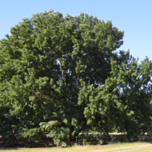 Lush, mature oak tree with dense green foliage fills the frame against a clear blue sky. The tree's rounded crown and sturdy trunk suggest longevity and stability in a grassy field.
