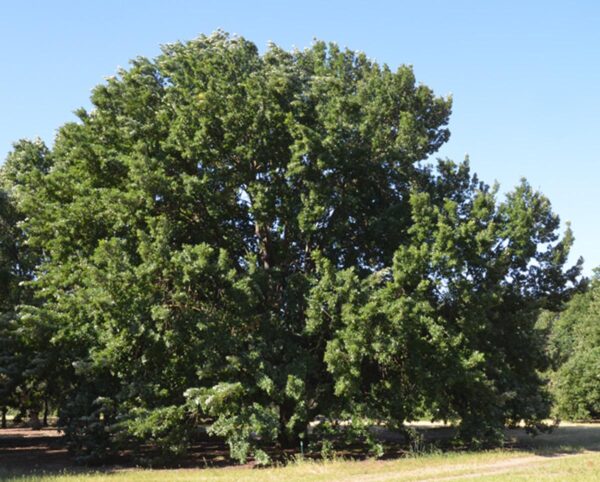 <i>Quercus cerris</i> - Image 6