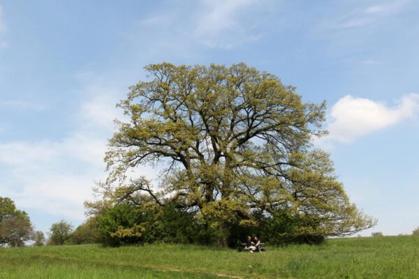 <i>Quercus cerris</i>