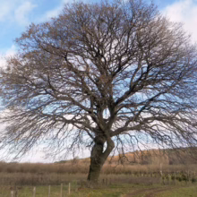 Bare tree with a wide, intricate branch structure against a blue sky with scattered clouds. A field of dry grass and a distant hill complement the winter scene.