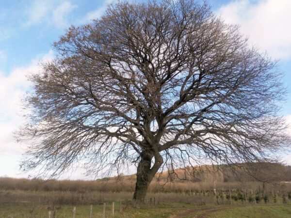 <i>Quercus cerris</i> - Image 7