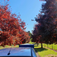 Autumn trees in vibrant red line a rural driveway. A silver car is parked beneath the colorful canopy, with a green lawn and wooden fence visible in the background under a clear blue sky.