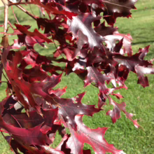 Close-up of vibrant red oak leaves in autumn sunlight, showcasing the tree's striking fall color. The leaves are deep red with hints of brown, set against a backdrop of green grass.