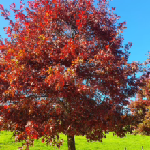 Vibrant red oak tree in autumn, its leaves ablaze against a clear blue sky. Green grass and a wooden fence create a picturesque scene.