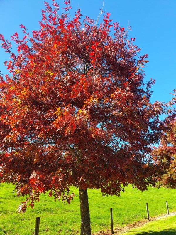 <i>Quercus coccinea</i> - Image 4