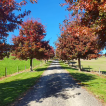 A gravel driveway lined with vibrant autumn trees leads into the distance under a clear blue sky. Lush green fields border the drive, creating a picturesque rural scene.