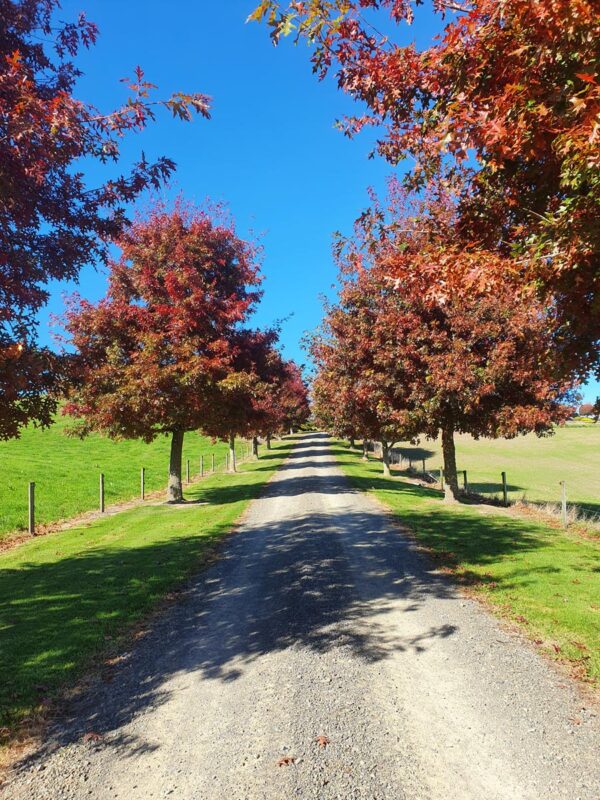 <i>Quercus coccinea</i> - Image 5