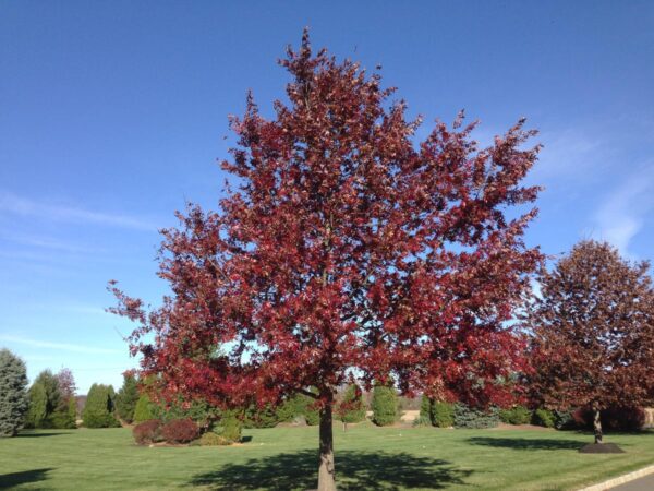 <i>Quercus coccinea</i>