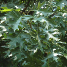 Quercus coccinea (Scarlet Oak) summer foliage.